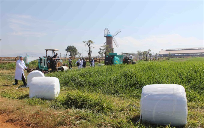 Vinamilk’s grass for cattle feed which meets organic standards and contains no chemicals in the southern province of Lam Dong’s Don Duong District. (Photo: VNA/VNS)