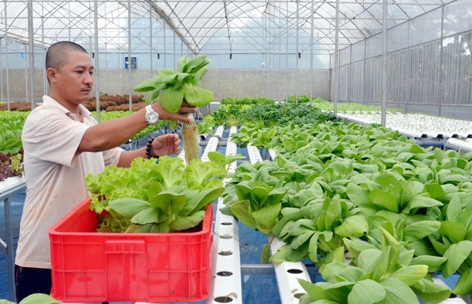 A farmer harvests hydroponic vegetables grown in a hothouse in Buon Ma Thuot in the Central Highlands province of Dak Lak. (Photo: VNA/VNS)