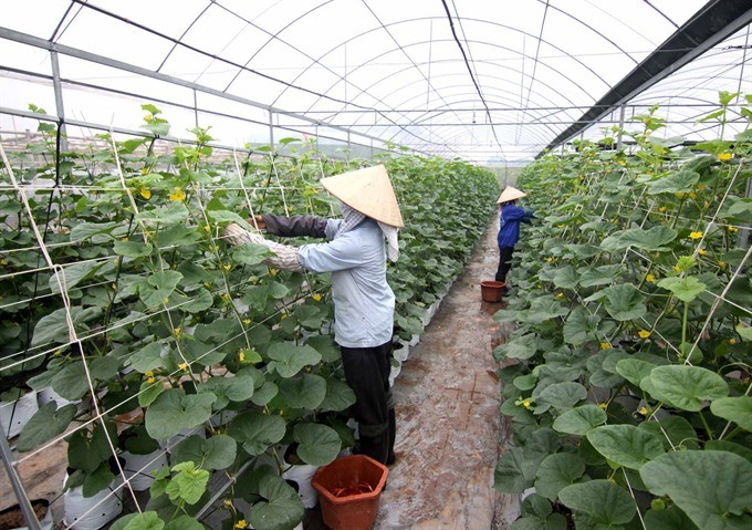 Hai Dang farm in My Thang Commune of Nam Dinh Province, with a total area of 12,000 sq.m. of greenhouse, is an example of hi-tech agriculture production in Nam Dinh Province, generating VND200 million (US$8,800) in profits a year.  (Photo: VNA/VNS)