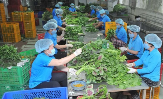 Workers processing vegetables for export at Phuoc An Cooperative (Photo: SGGP)
