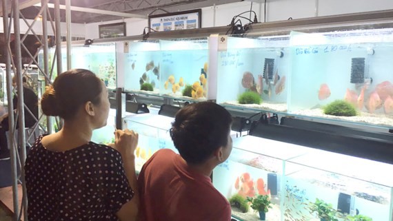 Ornamental fish tanks showcased at the fair (Photo: SGGP)