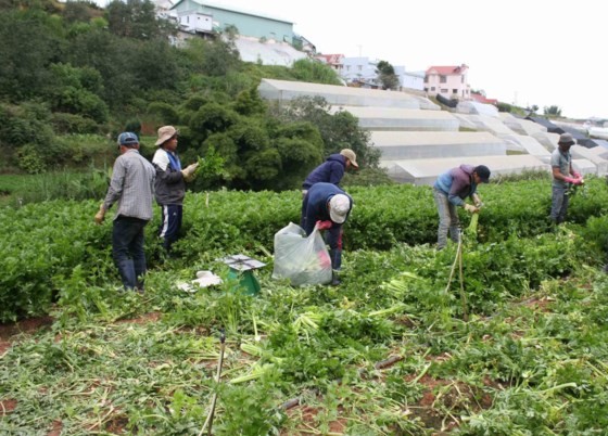 Farmers harvest vegetables in Ward 7, Da Lat city (Photo: SGGP)