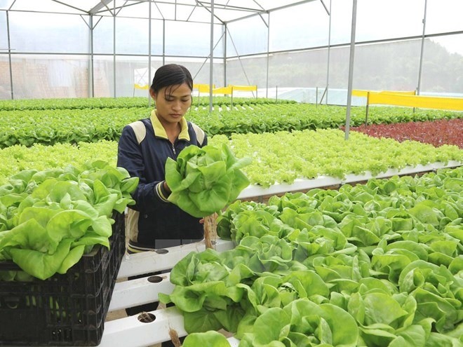 Vegetables grown in a glass house. The Vietnamese economy was growing but needed to find new drivers for growth, experts said. (Photo: VNA)