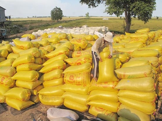Rice bags after harvest in the Mekong Delta (Photo: SGGP)