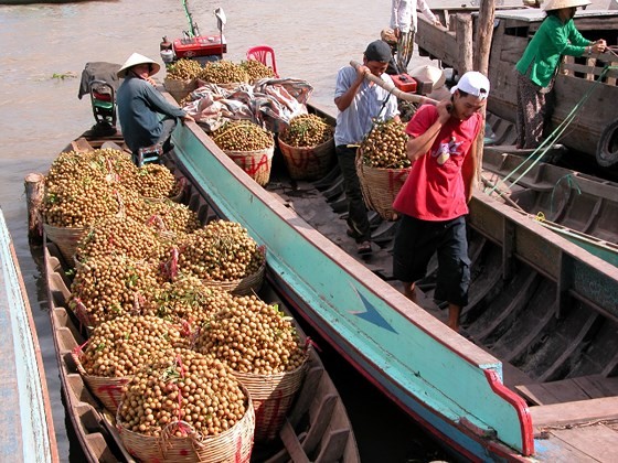 Longan harvested in the Mekong Delta (Photo: SGGP)