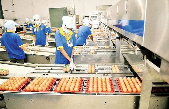 An egg processing plant in HCMC (Photo: SGGP)