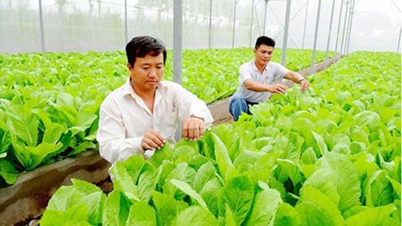 Vegetable farming at Saigon Hi-Tech Park (Photo: SGGP)