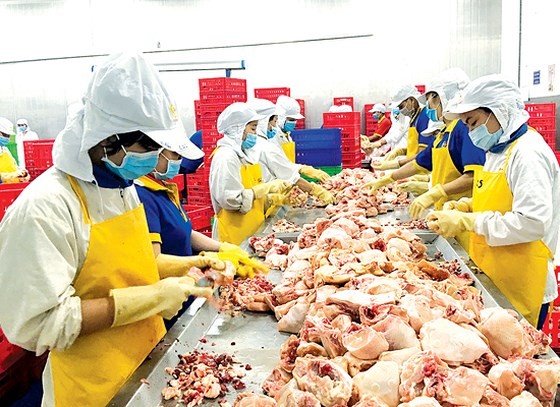 Workers processing chicken to supply the market stabilization program at a plant of Ba Huan Company in Long An province (Photo: SGGP)