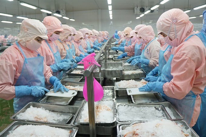 Shrimps are processed at Minh Phu Seafood Group. Vietnam expects to reach growth targets this year. (Photo: thuysanvietnam.com.vn)