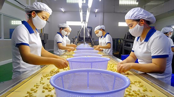 Workers examine peeled cashew nuts at a processing plant in Vietnam (Photo: SGGP)
