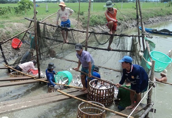 Farmers harvest pangasius fish in the Mekong Delta (Photo: SGGP)