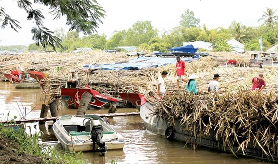 Sugar growers have been hit by inventory in the Mekong Delta (Photo: SGGP)