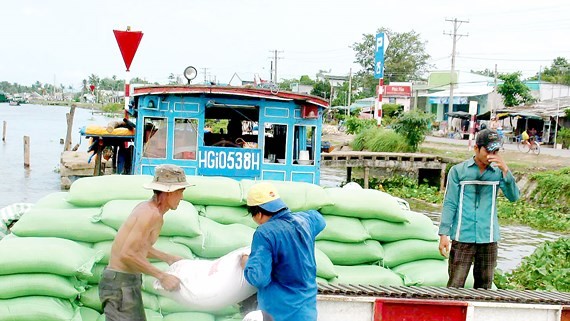 Traders purchase rice for export in the Mekong Delta (Photo: SGGP)