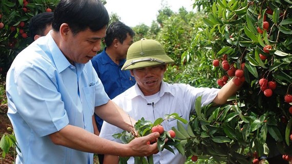 Minister of Agriculture and Rural Development Nguyen Xuan Cuong visits a litchi orchard in the northern province of Hung Yen (Photo: SGGP)