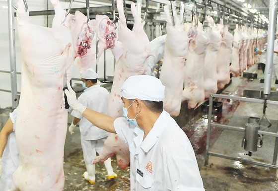 Pork processing under VietGAP quality standard at Vissan Company (Photo: SGGP)