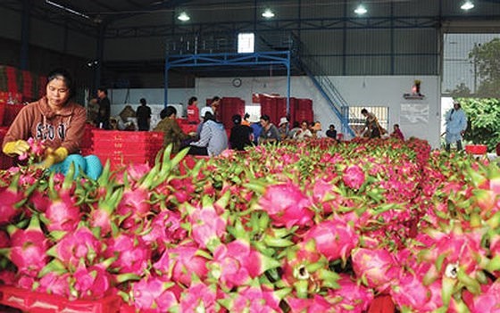 Vietnam exports 13,000 tons of dragon fruit to China a day (Photo: SGGP)