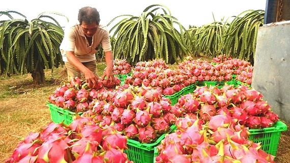 The farmer is harvesting dragon fruits  (Photo: SGGP)