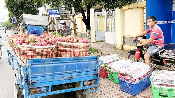 A man transports baskets of dragon fruits for sale to a trader (Photo: SGGP)