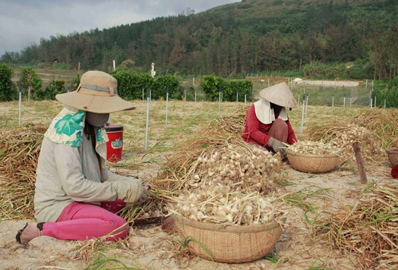 Farmers harvest garlic in Ly Son Island, Quang Ngai province  (Photo: SGGP)