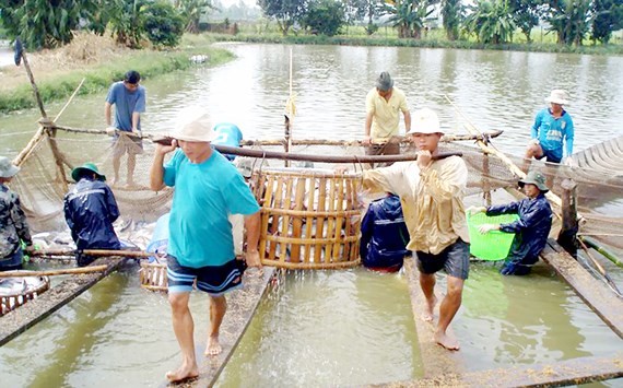 Pangasius fish harvest in the Mekong Delta of Vietnam (Photo: SGGP)