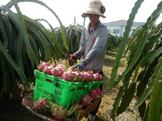 A farmer harvests dragon fruit in Binh Thuan province (Photo: SGGP)