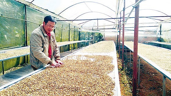 A farmer dries coffee beans which are one of the farm products of high demand in the Middle East countries.