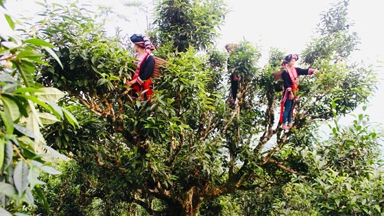 H’Mong ethnic women pick up tea leaves in an ancient tree in Ta Xua