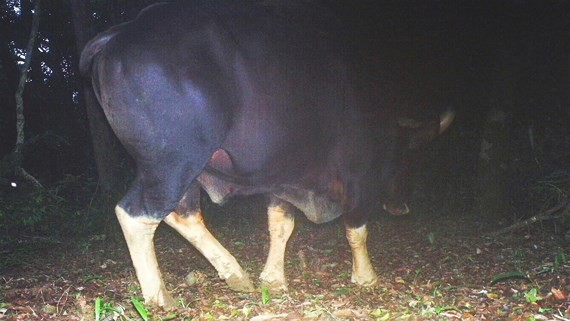 A gaur seen in Le Thuy District in Quang Binh Province. (Photo: Viet Nature)