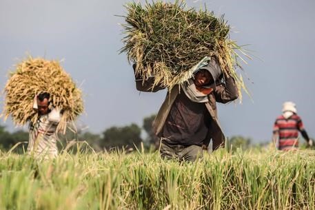 The European Commission (EC) is likely to impose tariffs on rice coming from Cambodia and Myanmar (Photo: www.ansa.it)