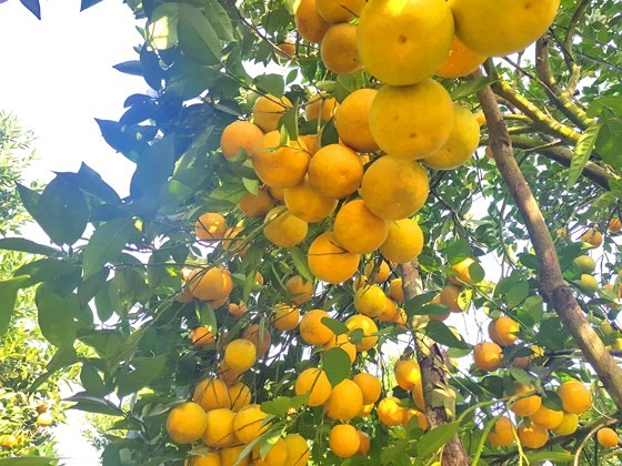 Orange orchards laden with fruits wait for Tet sale
