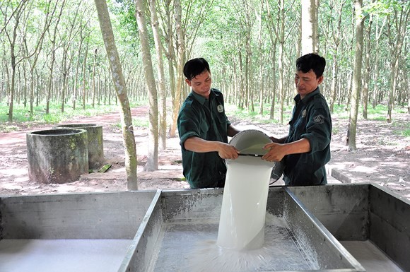 Workers collect rubber sap at Dau Tieng Rubber Company. (Photo: SGGP)