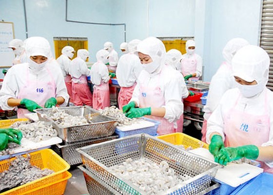 Vietnam’s shrimp exports are expected to increase to more than $4 billion in 2019. (Photo: SGGP)