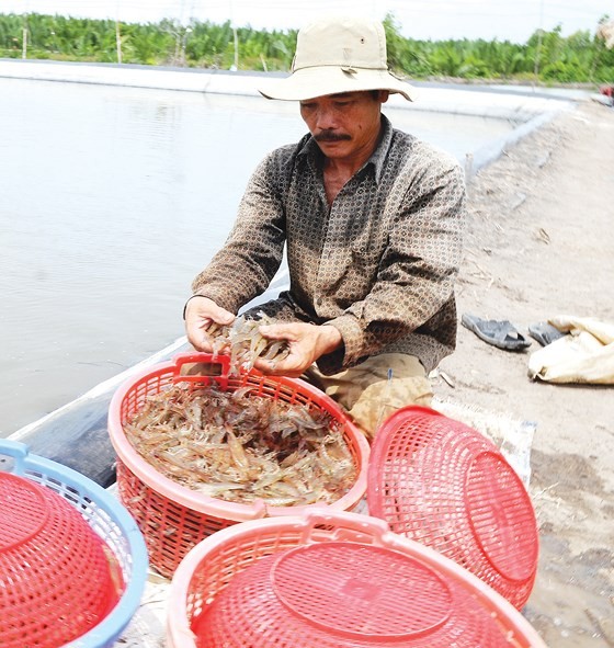 Shrimps, the key export product, have not showed their full potential (Photo:SGGP)