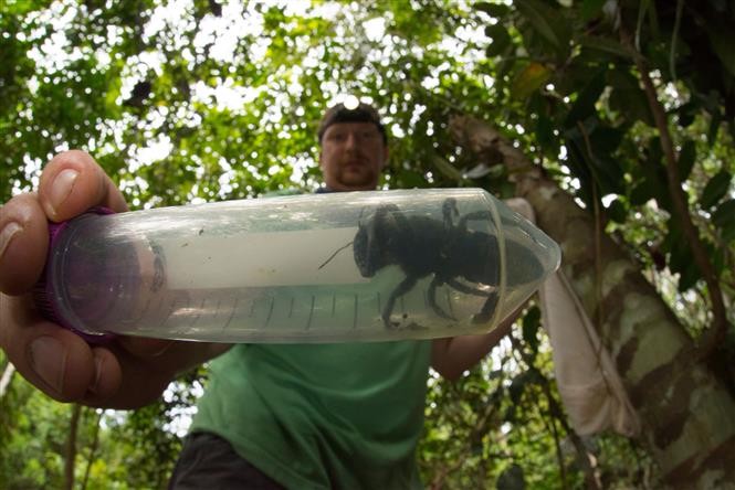 Eli Wyman, a member of the research group from the US’ Princeton University holds a tube with a Wallace's giant bee, which was discovered in North Moluccas islands in northeast Indonesia (Photo: AFP/VNA)