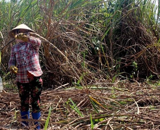 Farmers have to dump sugarcanes because traders do not show up. (Photo: SGGP)