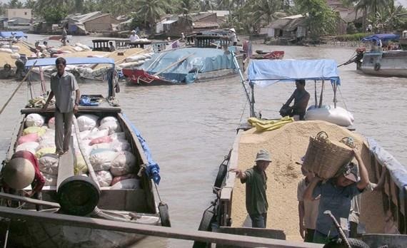 Traders buy paddy in the Mekong Delta provinces. (Photo: SGGP)