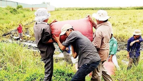 Farmers harvest paddy in the Mekong Delta provinces. (Photo: SGGP)