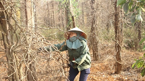 Pepper plants are dead in Chu Puh District in Gia Lai Province. (Photo: SGGP)