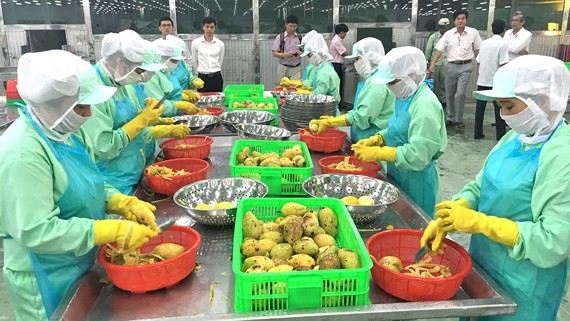 Vietnamese mangoes have entered Chinese market. (Photo: SGGP)