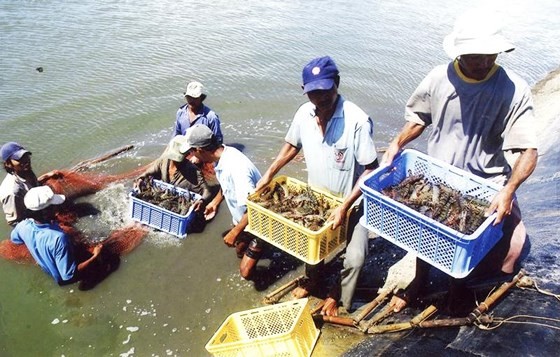 Farmers collect shrimps in the Mekong Delta. (Photo: SGGP)