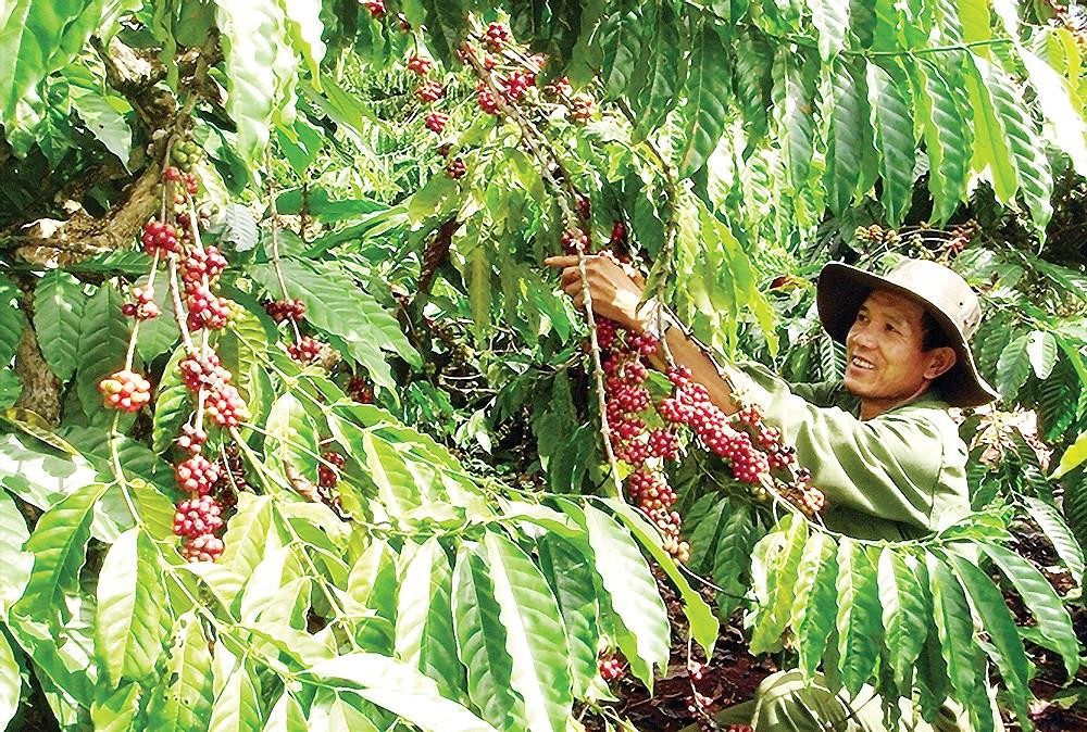 A farmer harvests coffee beans