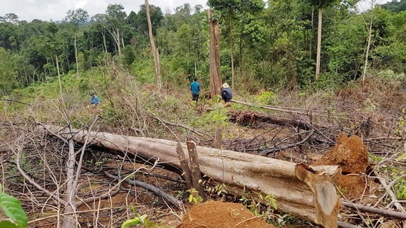 Deforestation is the most urgent issue of forestry industry. (Photo:SGGP)