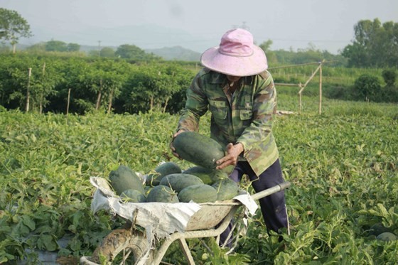 A farmer harvests watermelon in Quang Ngai province (Photo: SGGP)