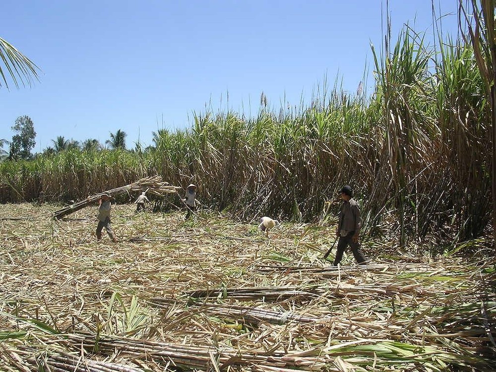 Sugarcane growing area is currently at around 300,000 hectares nationwide. (Photo: SGGP)