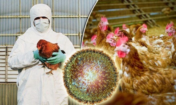 Cambodia recently reported the first outbreak of H5N6 bird flu virus among the country’s poultry (Source: Cambodia News English)