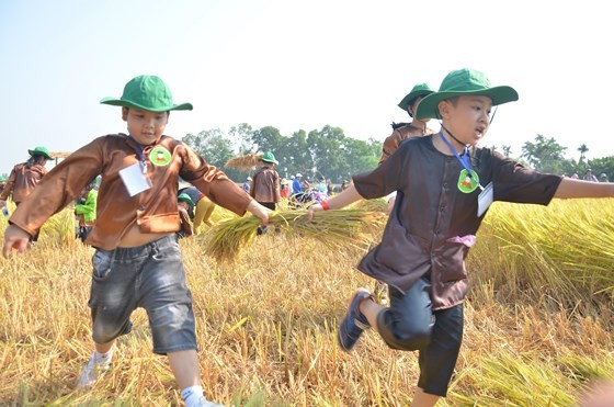 Hundreds of little farmers harvest rice in Quang Ngai province