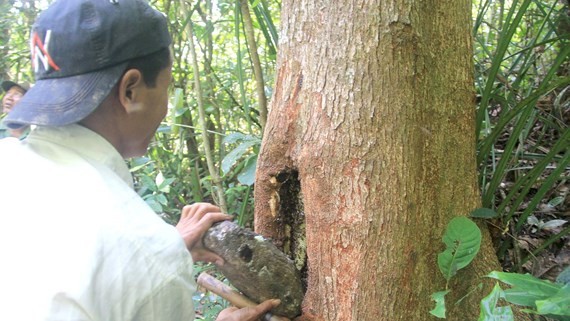 A beehive built in a tree trunk by Gie Trieng people (Photo: SGGP)