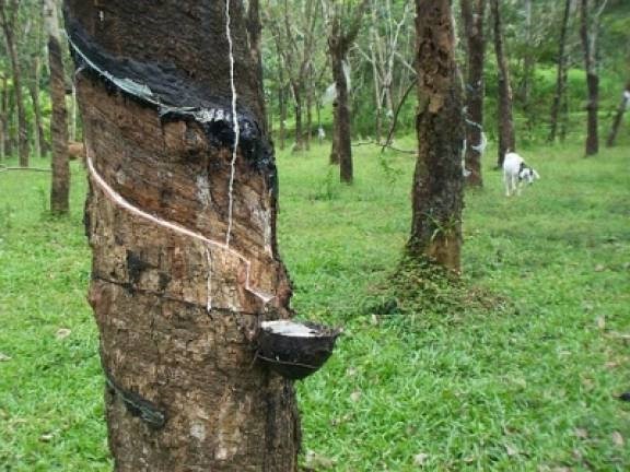 Malaysia’s natural rubber production slides 32.4 percent month on month to 33,864 tonnes in April. (Photo: thesundaily.my)