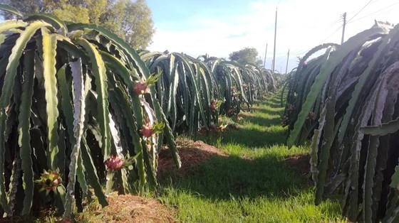 Dragon fruit price has dropped from VND30,000 a kilogram a week ago to VND10,000-12,000 on June 22 (Photo: SGGP)