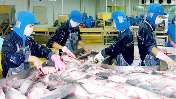Workers processing Pangasius fish for export (Photo: sGGP)
